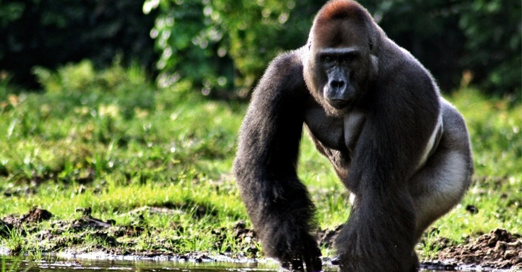 Un gorilla di montagna (foto: sfondilandia.it)
