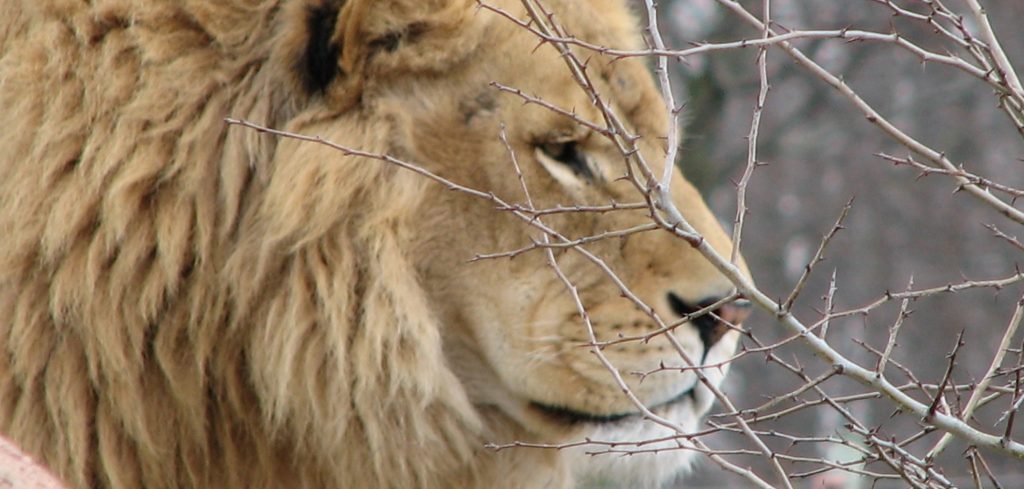 Un esemplare di leone indiano