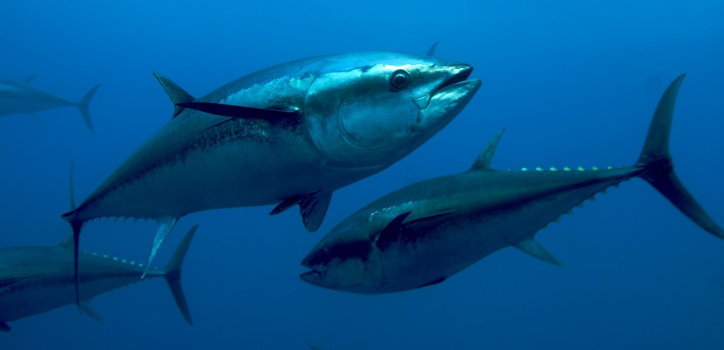 Esemplari di tonno rosso (foto: http://www.ilgiornaledeimarinai.it/)