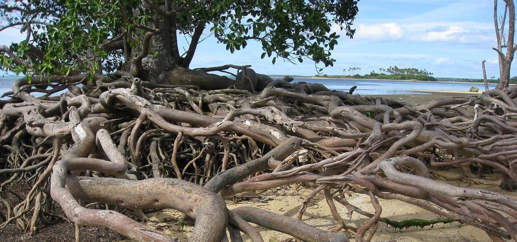 Alcune piante di mangrovia