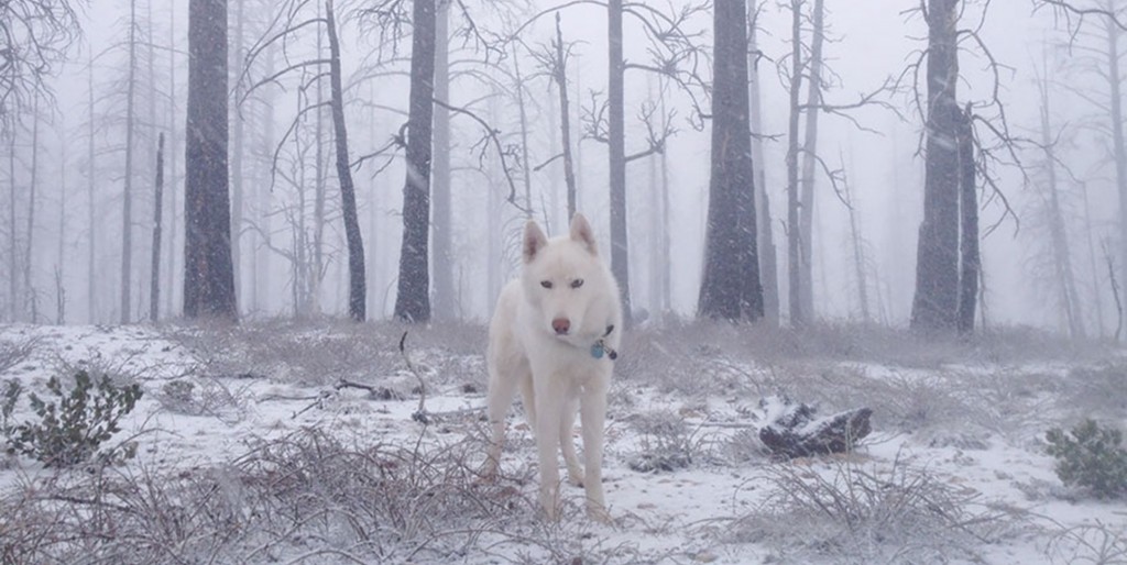 Il cane Wolfgang immortalato negli scatti di John Stortz