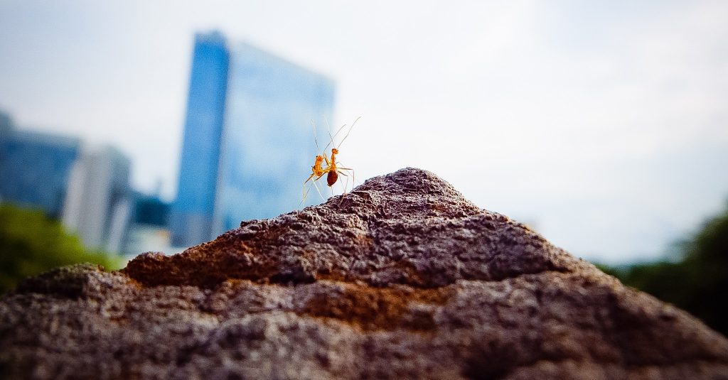 Due insetti in una città (foto: freeimages)