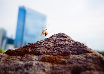 Due insetti in una città (foto: freeimages)