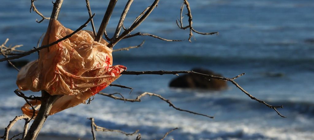Un sacchetto di plastica impigliato a un albero (foto: http://www.consumovirtuoso.it/)