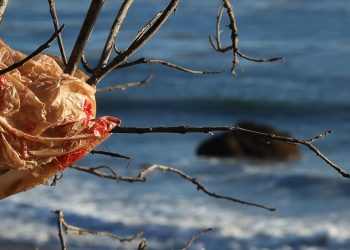 Un sacchetto di plastica impigliato a un albero (foto: http://www.consumovirtuoso.it/)