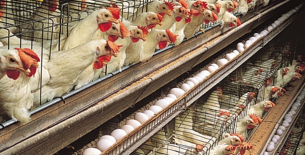 Un allevamento intensivo di polli (foto: www.afroditaskitchen.it/)