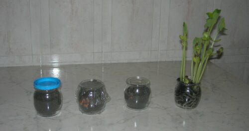 Piante coltivate nei vasetti di vetro. Foto: http://www.blogmamma.it/