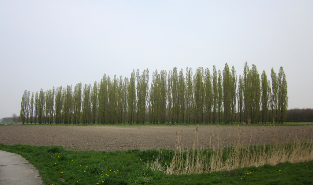 De Groene Kathedraal (foto: commons.wikimedia.org)