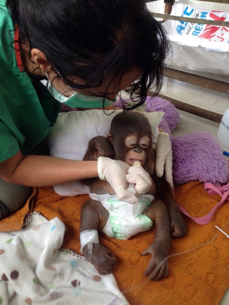 Budi, il cucciolo di orango salvato