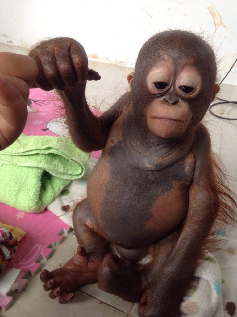 Budi, il cucciolo di orango salvato