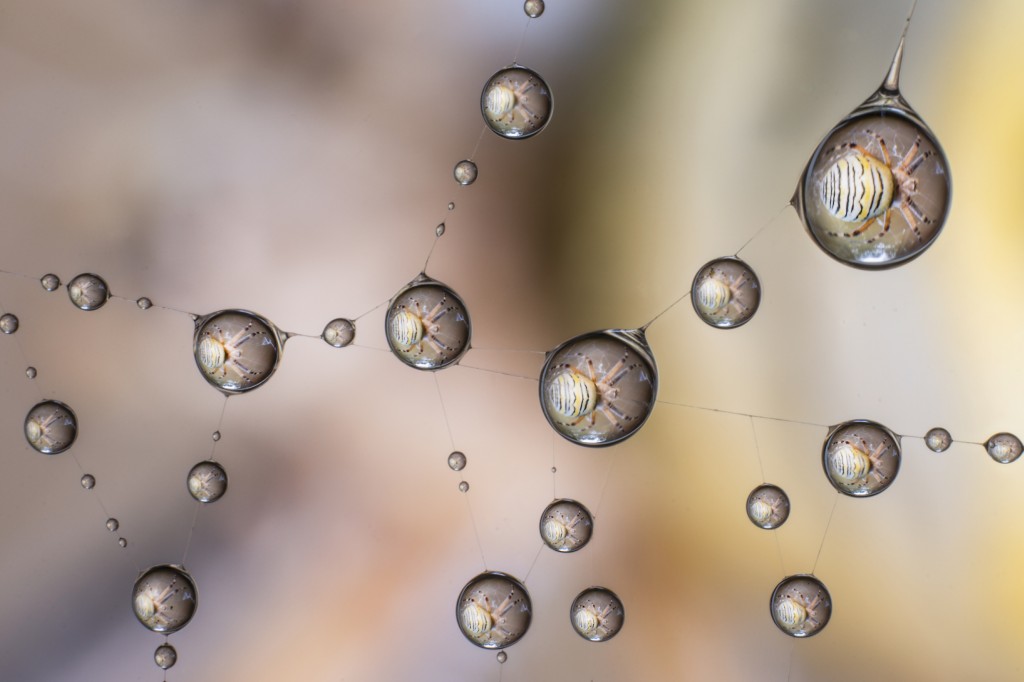 Il micromondo fotografato da Alberto Ghizzi Panizza