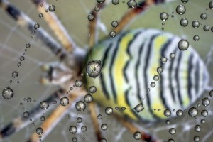 Il micromondo fotografato da Alberto Ghizzi Panizza