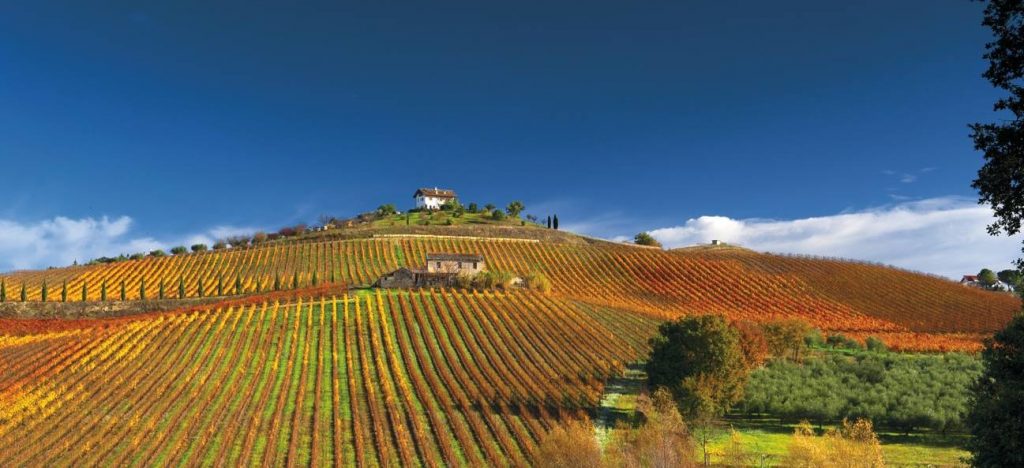 Una collina delle Langhe. Foto: profilo Facebook Terre Originali