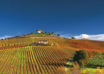 Una collina delle Langhe. Foto: profilo Facebook Terre Originali