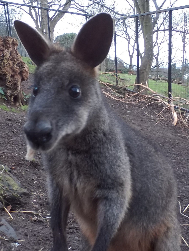 Animali, #pelfie