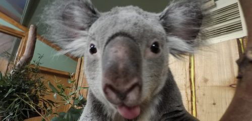 Animali, #pelfie
