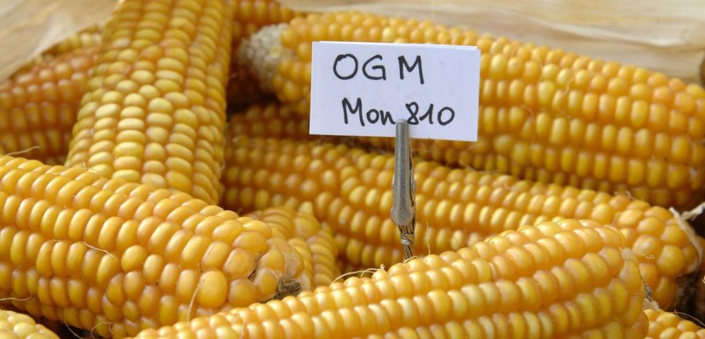 Una pannocchia con un cartellino che riporta il nome di una specie di mais geneticamente modificato (foto: www.blitzquotidiano.it)