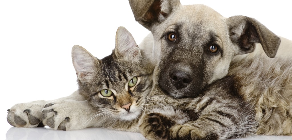 Un cane e un gatto (foto: www.nonsprecare.it)