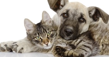 Francia: una legge riconosce che gli animali domestici sono sensibili Un cane e un gatto (foto: www.nonsprecare.it)