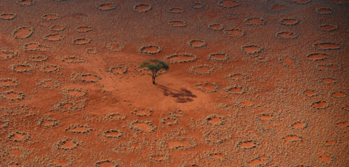 I cerchi creati nei terreni desertici dalle termiti (foto: http://www.galileonet.it/)
