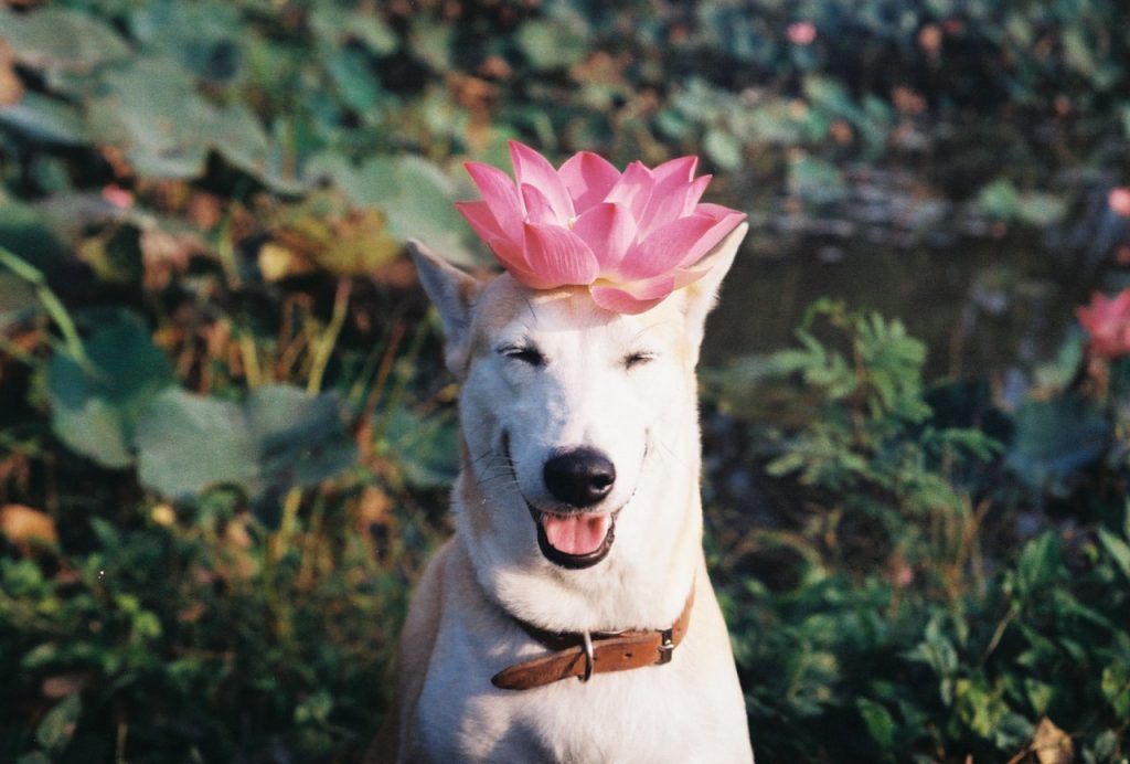 Gluta, il cane più felice del mondo