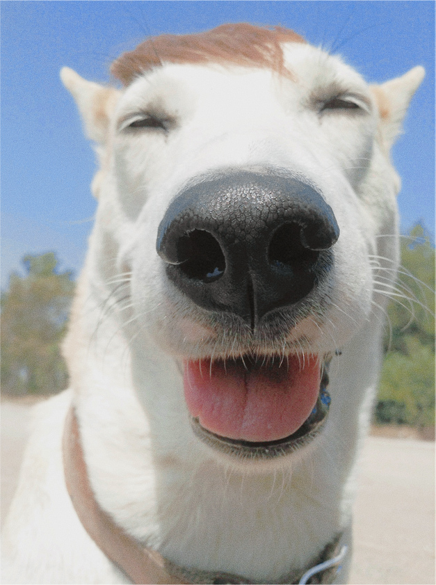 Gluta, il cane più felice del mondo