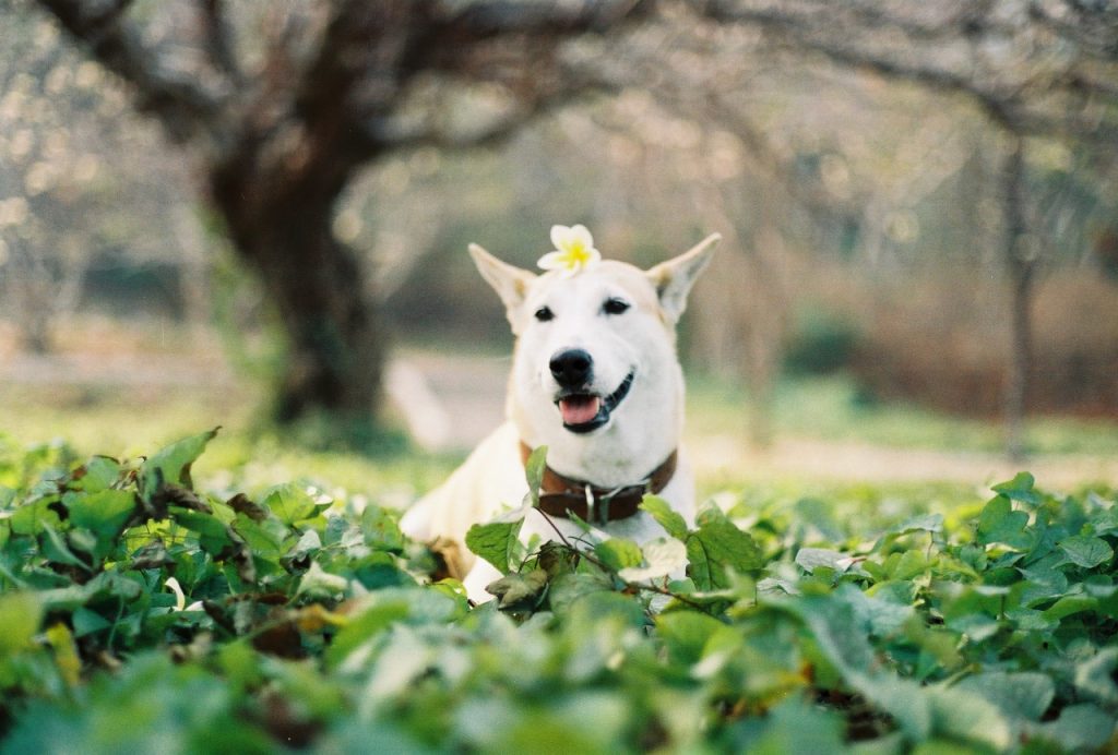 Gluta, il cane più felice del mondo