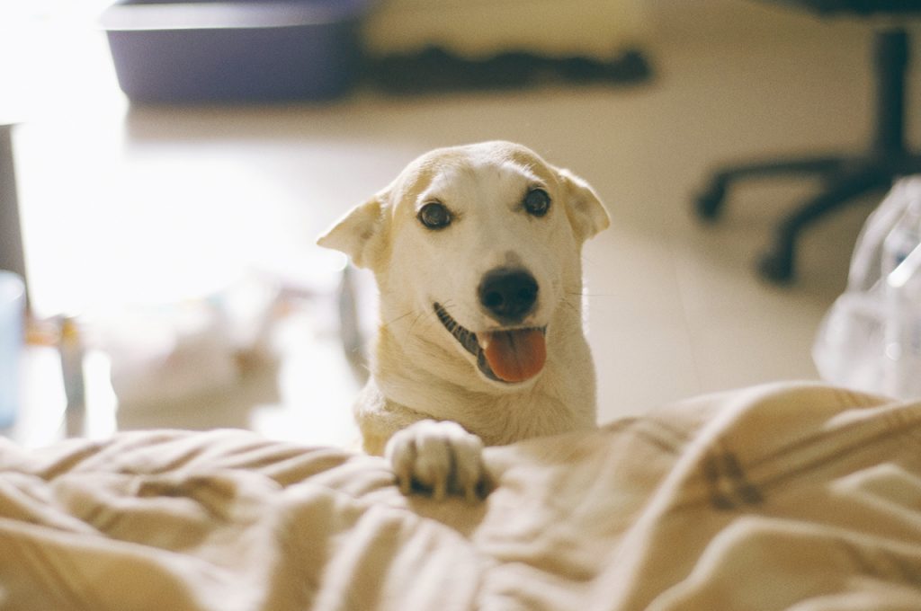 Gluta, il cane più felice del mondo