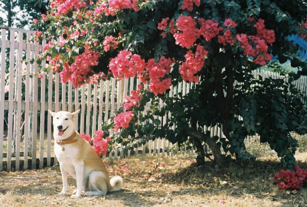 Gluta, il cane più felice del mondo