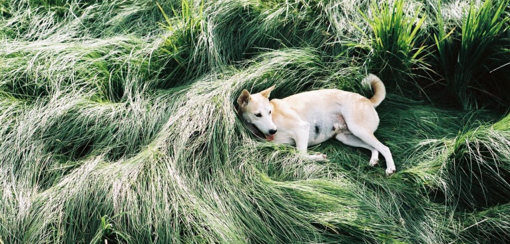 Gluta, il cane più felice del mondo