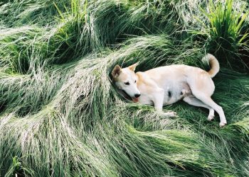 Gluta, il cane più felice del mondo