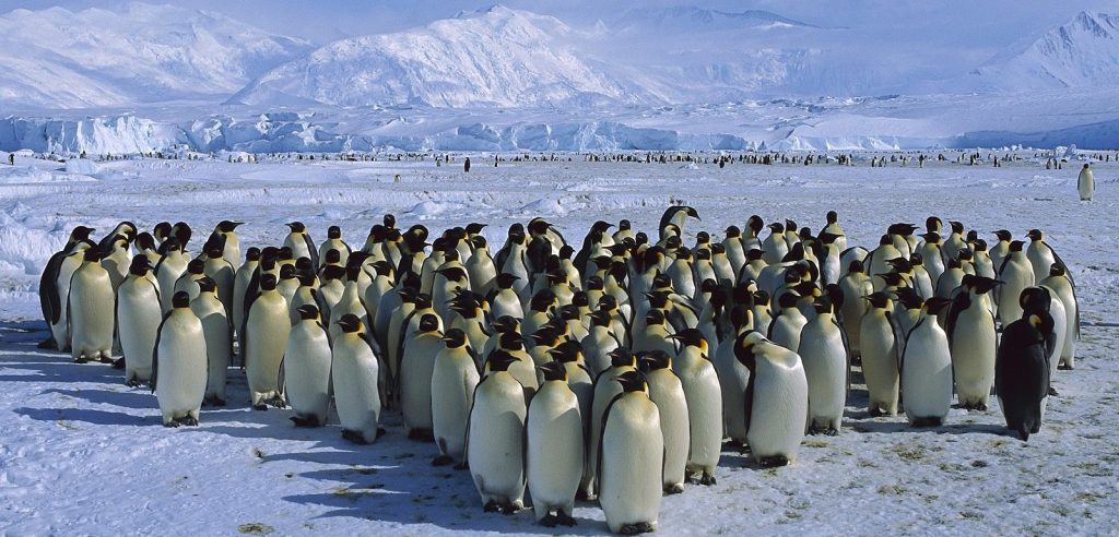Un gruppo di Pinguini in Antartide (foto: http://xn--80aqafcrtq.cc/)
