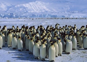 Un gruppo di Pinguini in Antartide (foto: http://xn--80aqafcrtq.cc/)