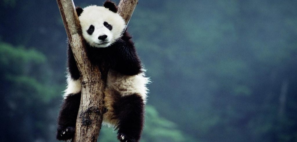 Un esemplare di panda gigante (foto: http://wallerz.net/)
