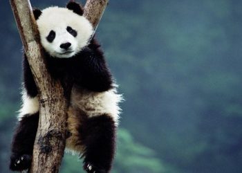 Un esemplare di panda gigante (foto: http://wallerz.net/)