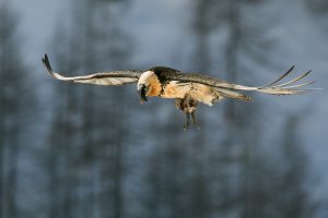 Il fruttuoso volo del gipeto - Alberto Bontacchio - 1° Fauna