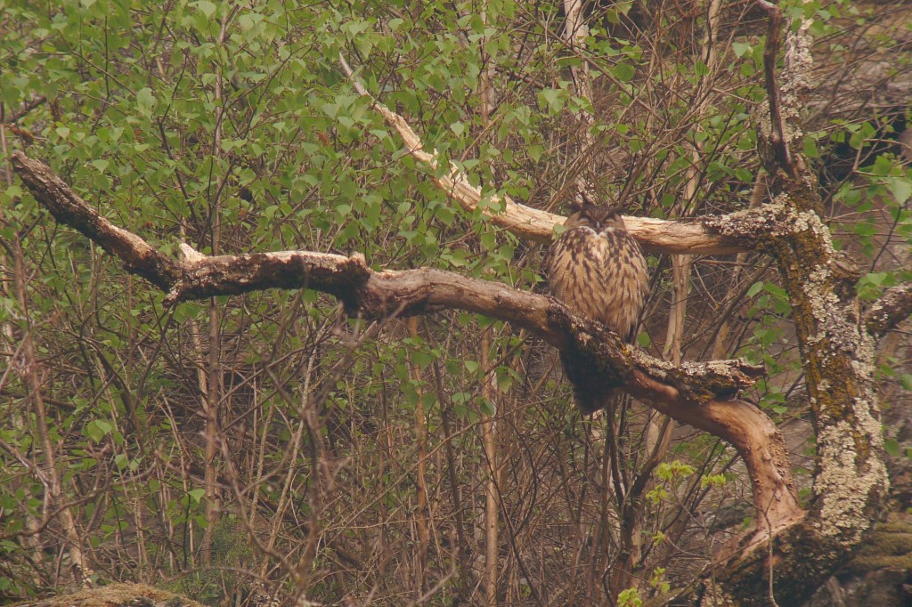 Il riposo del re - Andrea Roverselli - 1° Digiscoping