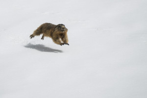 Marmotta nella neve - Annamaria Pernstich - 3° Fauna