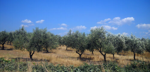Olives Plantation by michalina (freeimages.com)