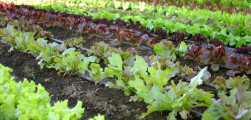 Piante di insalata in un orto (foto: freeimages.com)