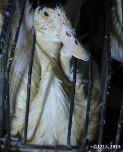 anitra-in-gabbia-per-produzione-foie-gras