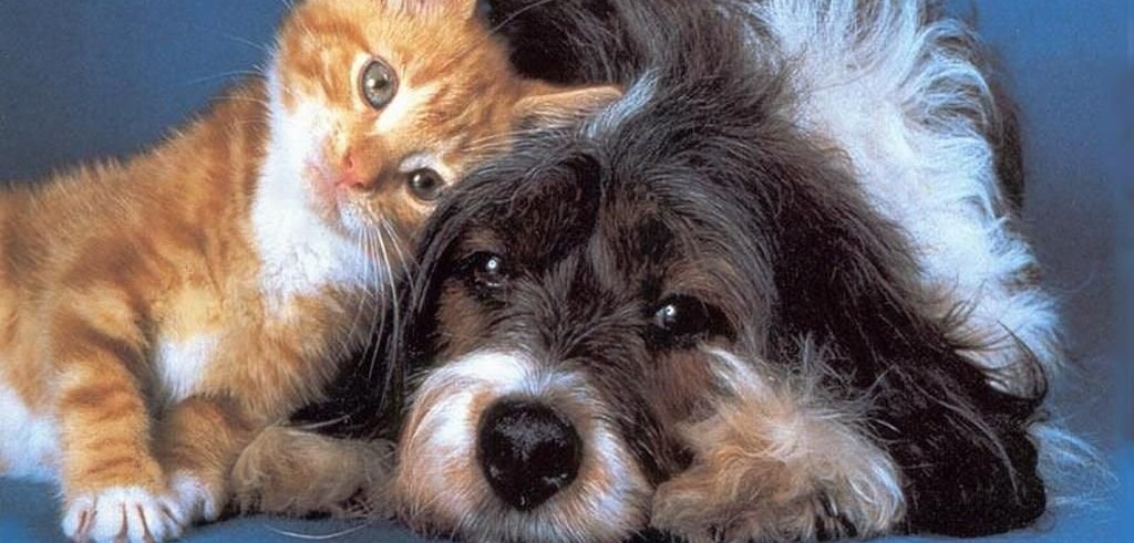 Un cane e un gatto (foto: comefare.com)