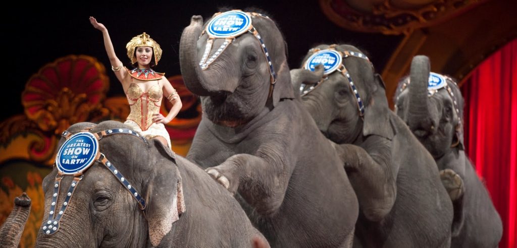 Elefanti in un circo britannico (foto: www.ibtimes.co.uk)