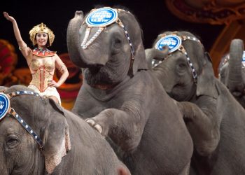 Elefanti in un circo britannico (foto: www.ibtimes.co.uk)