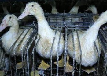 Tre oche messe all'ingrasso per la produzione di foie gras