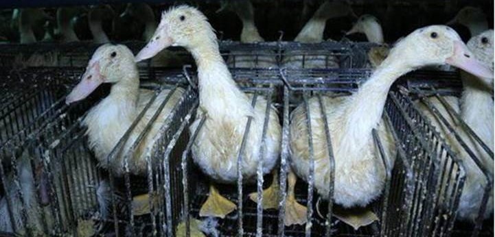 Tre oche messe all'ingrasso per la produzione di foie gras