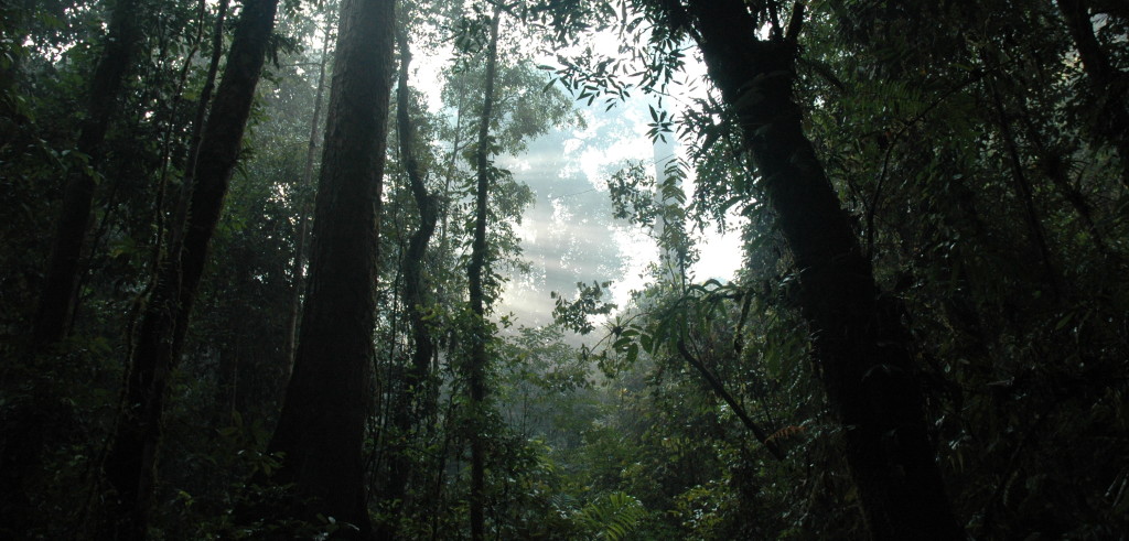 Una foresta tropicale a Sumatra (foto: www.wwf.com)