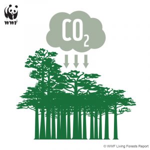 Un'infografica del WWF sugli effetti dell'inquinamento sulle foreste