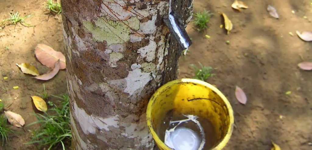 Estrazione di gomma da un albero (foto: francosotgiu1.blogspot.com)