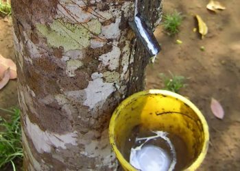Estrazione di gomma da un albero (foto: francosotgiu1.blogspot.com)